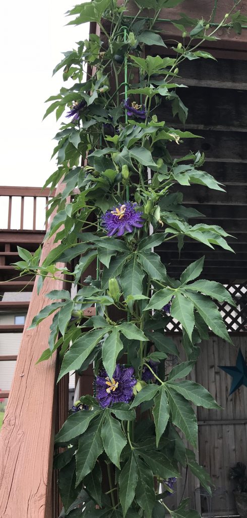 Growing Passion Fruit In Containers 